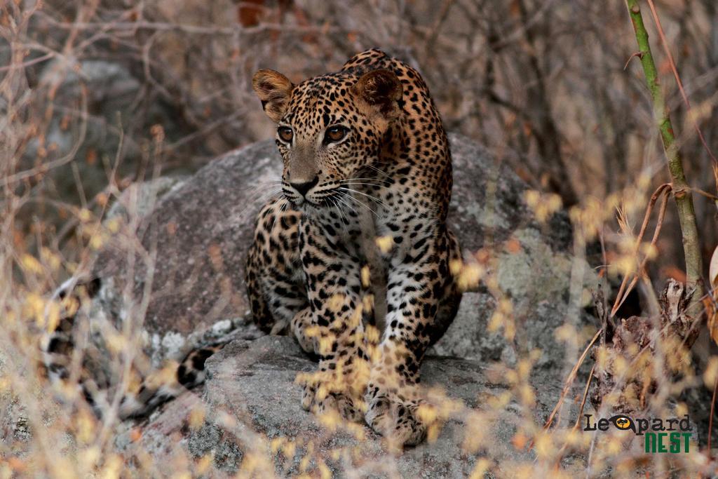 Leopard Nest - Glamping In Yala Hotel Luaran gambar